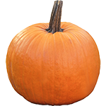 Organic Pie Pumpkin