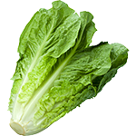 Organic Romaine Lettuce