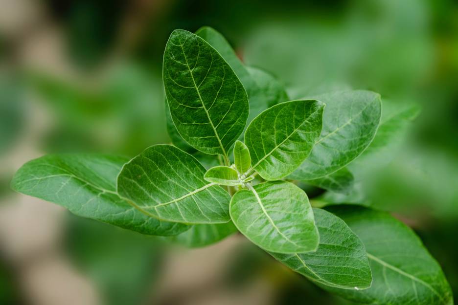 Adaptogen Powders
