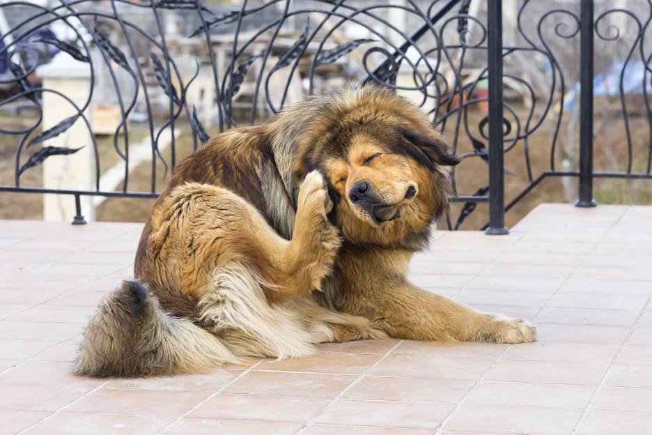 Healthy Pet: Repel Pests Naturally