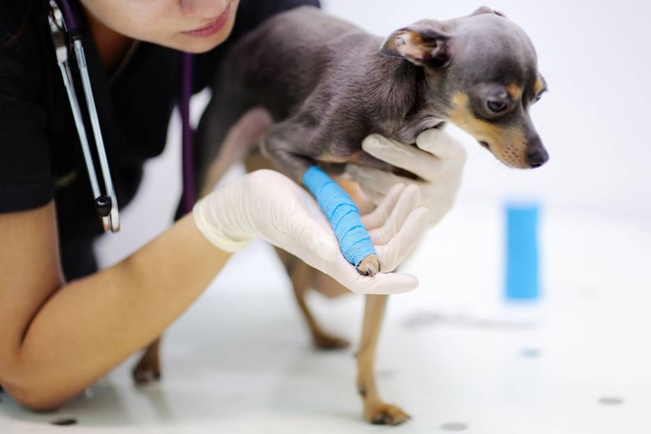 Natural Pain Relief for Dogs