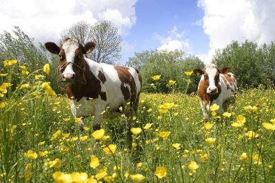 Vegan-Friendly Nutritional Support