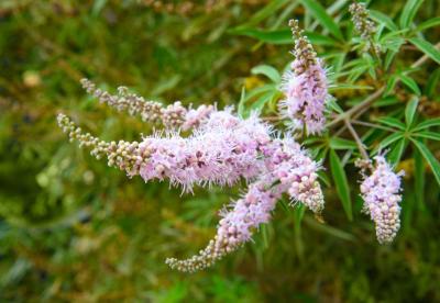 Vitex for Women's Health