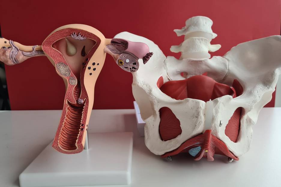 Tips to Improve Pelvic Health