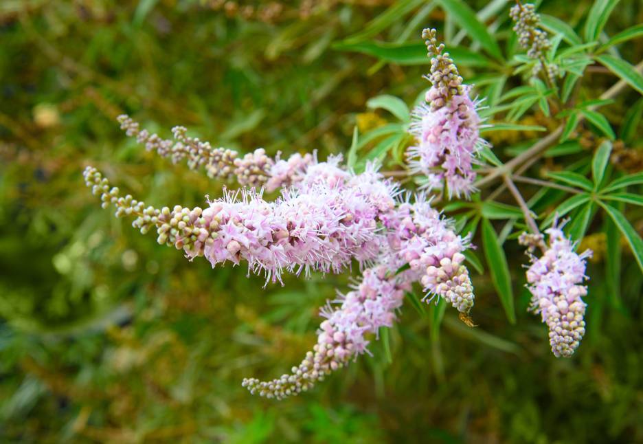 Vitex for Women's Health